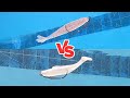 Shrimp Lures VS. Paddletails [When Should You Use Each?]