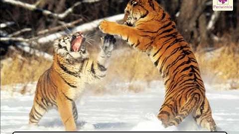 Plants & Animals-Similarities & Differences | Environmental Studies For Kids | Grade 5 | Periwinkle