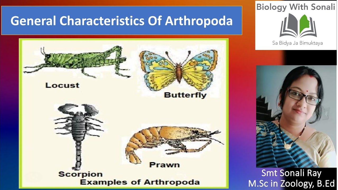 Phylum Arthropoda Kingdom Animalia Biology Class 11 54% OFF Phylum Arthropoda Kingdom Animalia Biology Class 11 54% OFF