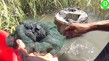 Bẩy cá rô đồng độc lạ chỉ có ở miền tây l Fishing VETNAM