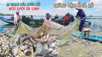 An Giang mùa nước nổi kéo lưới cá linh trúng đậm hàng 100 ký cá mõi ngày