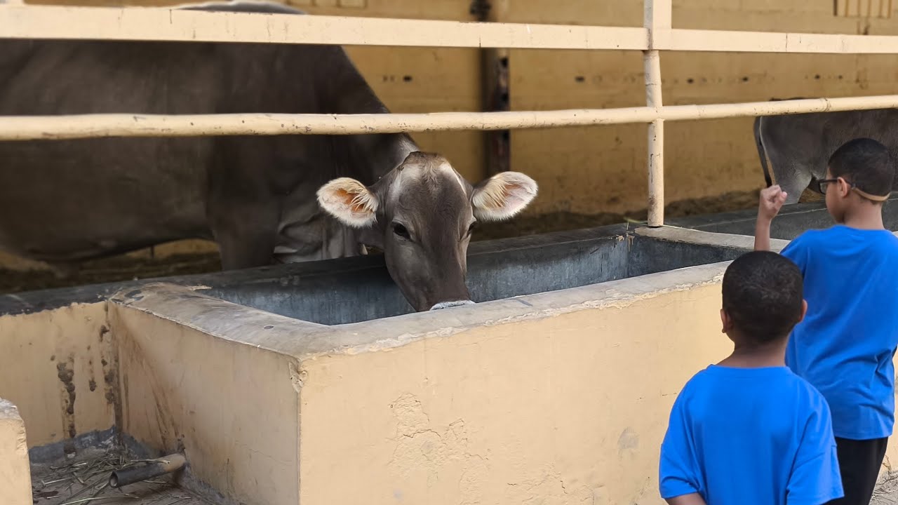 مزرعة برادايز 🍓🍓🍓