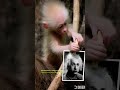 The Mathematik of Nature:IQ BALANCE Music: ABBA Mama Mia #classicalmusic #spaceexploration #monkey##