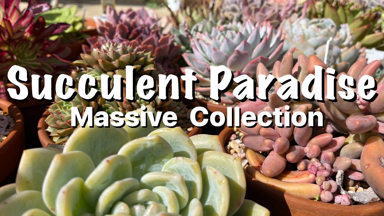 My Massive Succulent Collection