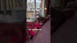 Yes animalshome467 fun petsswag luckypaws animalht2721 cute lofigirl furfamily love