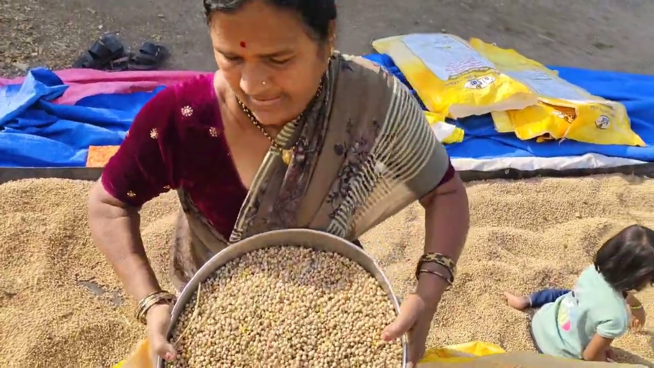 आज तूर भरून पाठवली मार्केट ला 🌱🌾