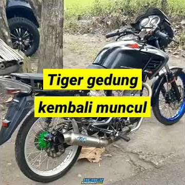 Story wa tiger gedung