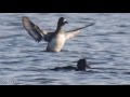 Lesser Scaup