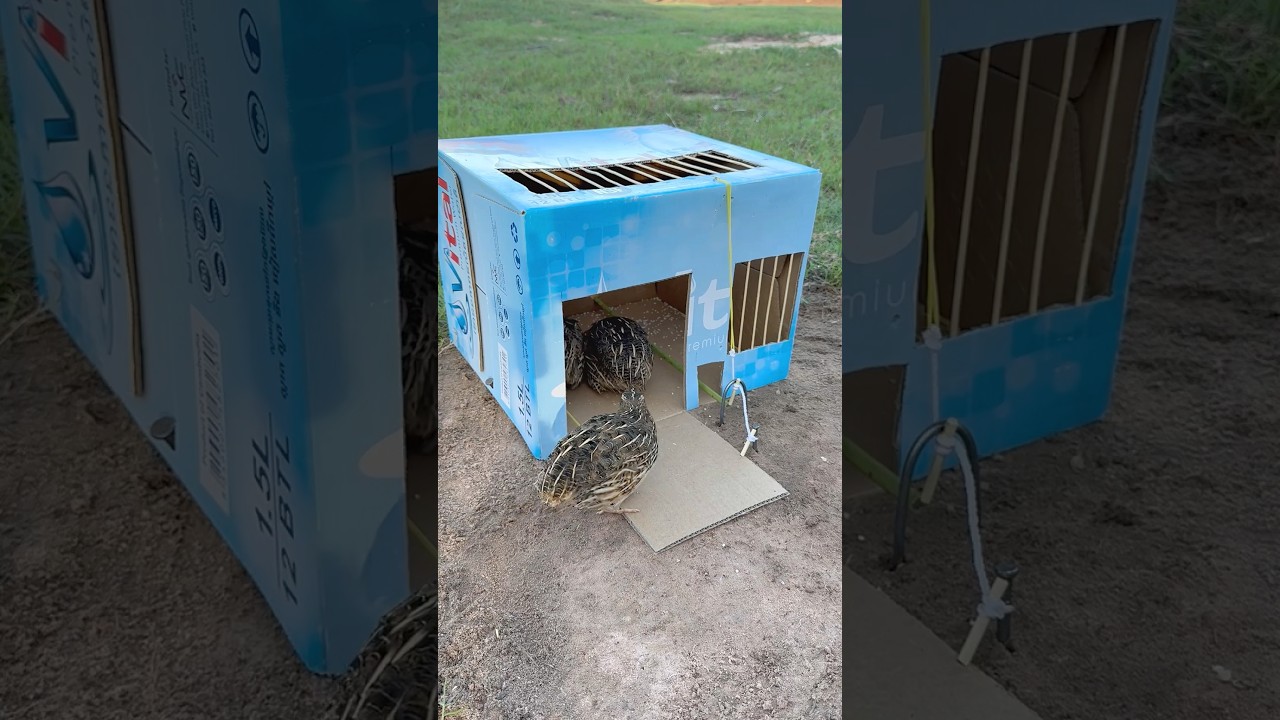 Beautiful Quail Trap Using Cardboard Box #shorts