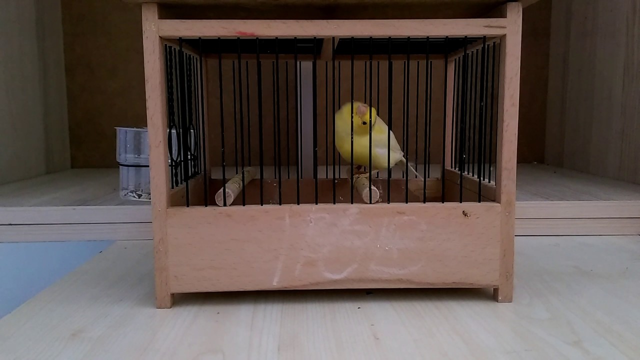 Gilbert janssens stam 2016*8klok