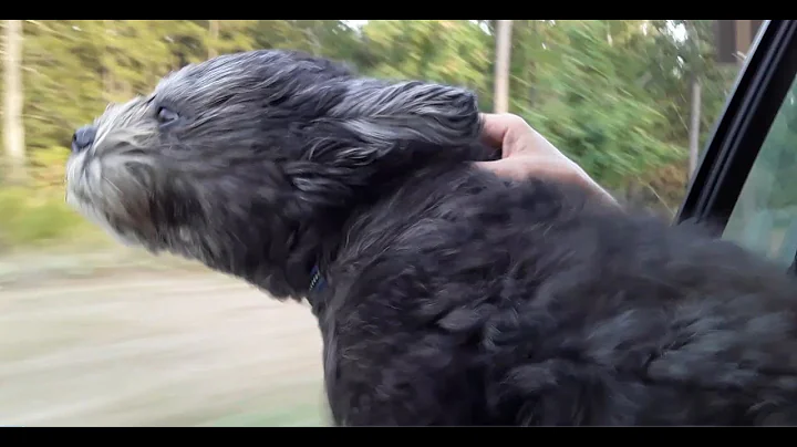 Sunday Car Ride with our Fur Buddy Henry Hobbs