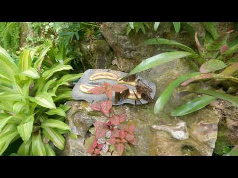 Butterfly Rainforest