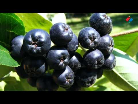 ARONIA - Healing properties