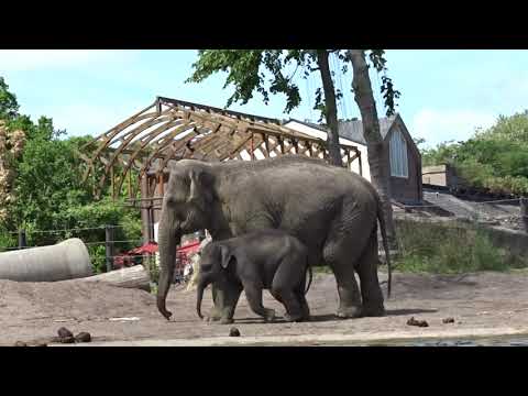 Vidéo: Éléphants De Krasnobogatyr