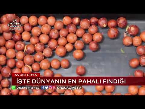 Video: Macadamia fıstığı, fındık krallığının tanınan kralıdır