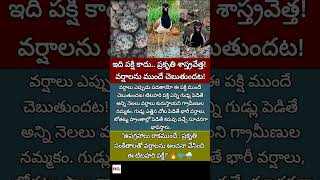 #TithariBird#RainPrediction#NatureFacts#BirdFacts#TeluguFacts#TrendingNews