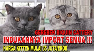 HARGA ANAK KUCING 35 JUTA  INDUKAN IMPORT EROPA  GEREBEK BIQUIN CATTERY