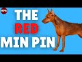 The red miniature pinscher stag vs clear price healthtemperament