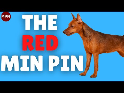 The Red Miniature Pinscher: Stag vs Clear, Price, Health,Temperament