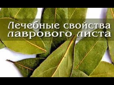 Лавровый лист творит ЧУДЕСА! Польза лаврового листа | Лавровый отвар