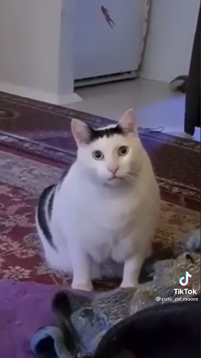 cat meowing with fnaf ambience