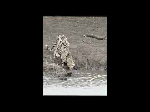 Alligator eats cheetah - YouTube