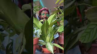 TRAP GARDENING S02 E10: CHINESE EVERGREEN (SILVER BAY)