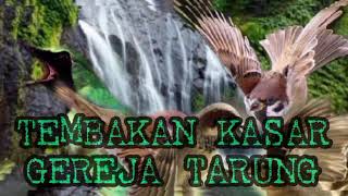 Download Lagu Masteran CUCAK IJO TEMBAKAN GEREJA TARUNG | Paling ampuh paling di cari MP3