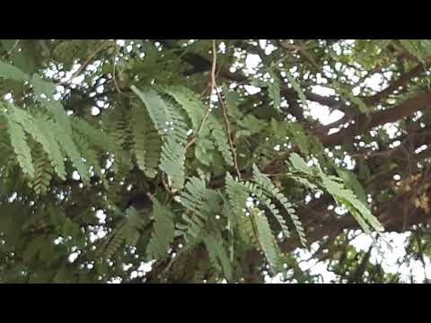 burung kerak nasi