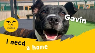 Gavin the gorgeous Staffie | Dogs Trust Loughborough by Dogs Trust 403 views 10 days ago 1 minute, 16 seconds