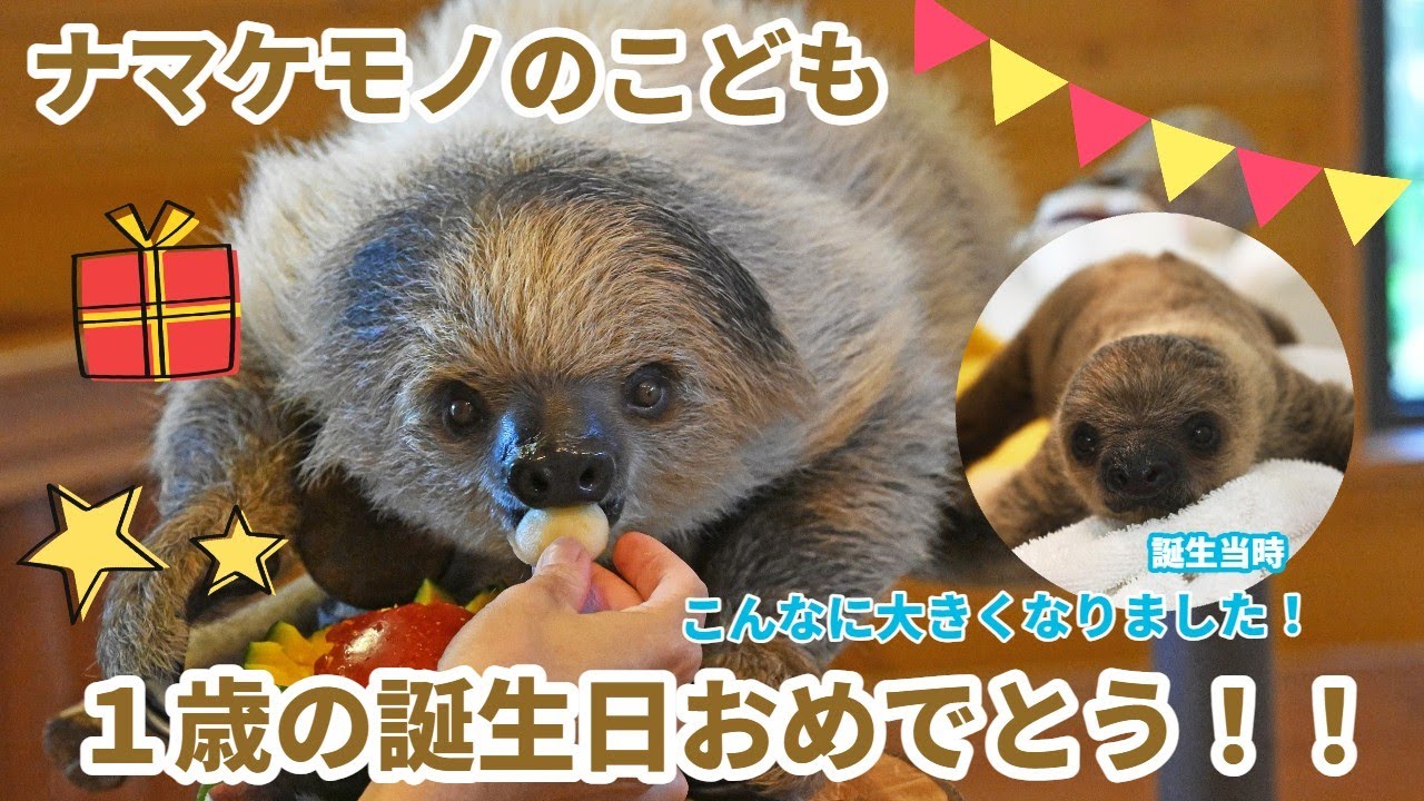 ナマケモノのこども　1歳の誕生日おめでとう！