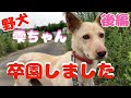 【野犬の魅力】雫ちゃん幸せに！（後編）犬と向き合う心構え