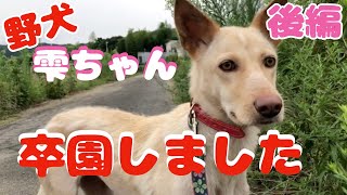【野犬の魅力】雫ちゃん幸せに！（後編）犬と向き合う心構え