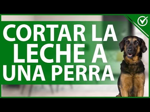 Video: Cómo entrenar a la casa a un perro callejero