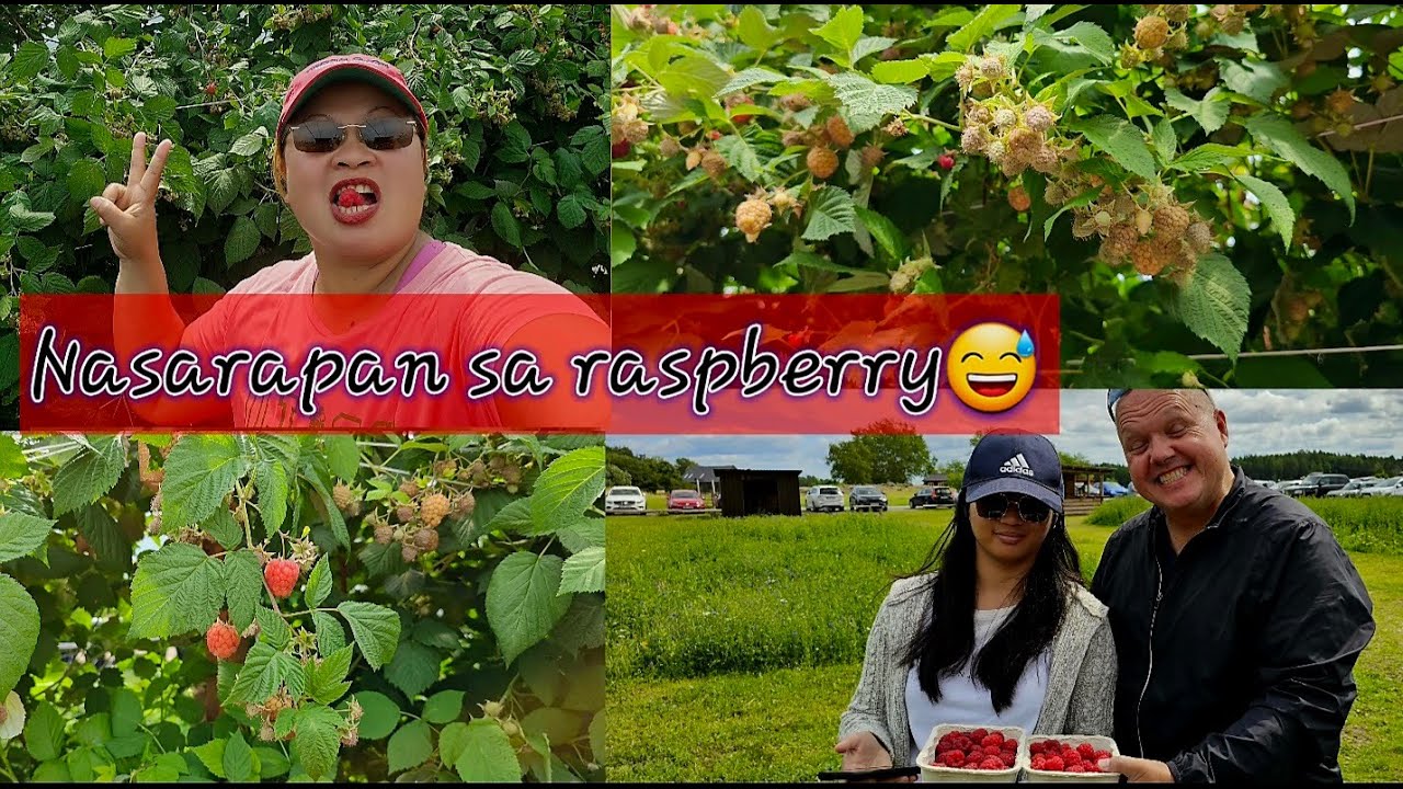 Ilang kilong raspberry kaya ang nakain ko? Pitas ko ..... kain ko ...