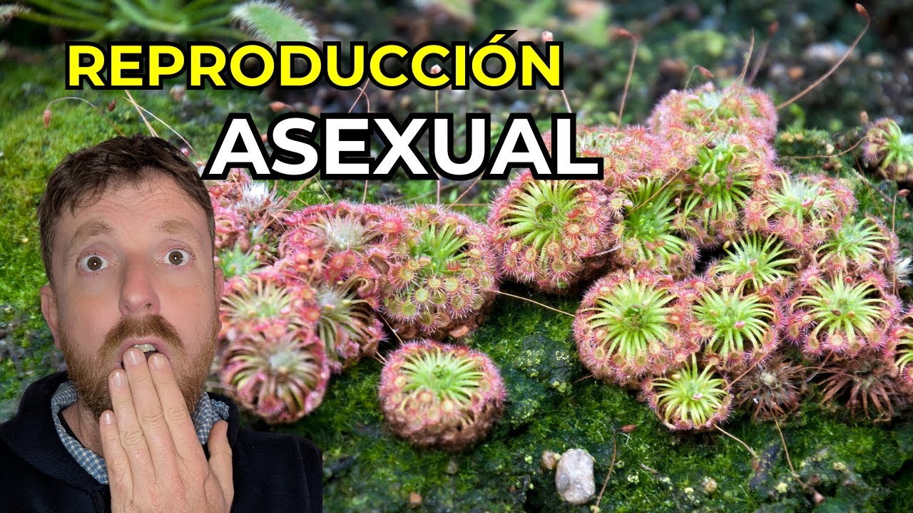 Reproducci n ASEXUAL De PLANTAS CARN VORAS Droseras Pigmeas YouTube reproducci-n-asexual-de-plantas-carn-voras-droseras-pigmeas-youtube