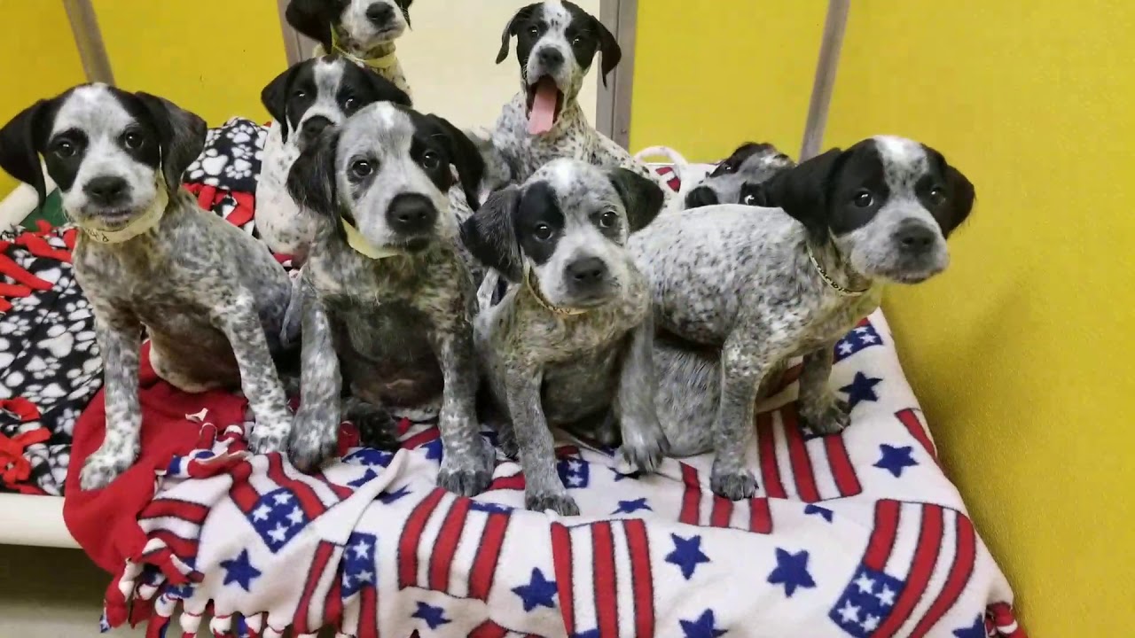 The Pointer/Boxer pups - YouTube