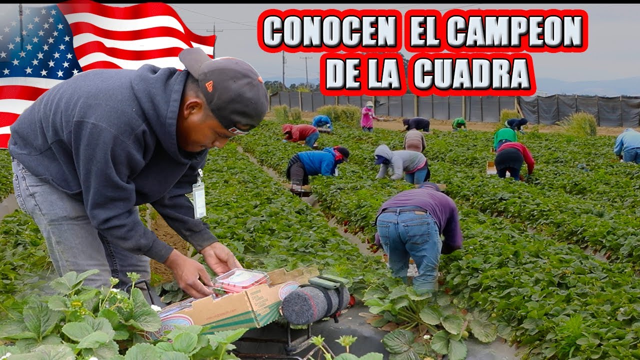 Los Piscadores mas rapido del Rancho Red Blossom SANTA MARIA CALIFORNIA