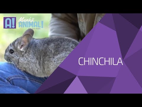 Vídeo: Inchaço Nas Chinchilas