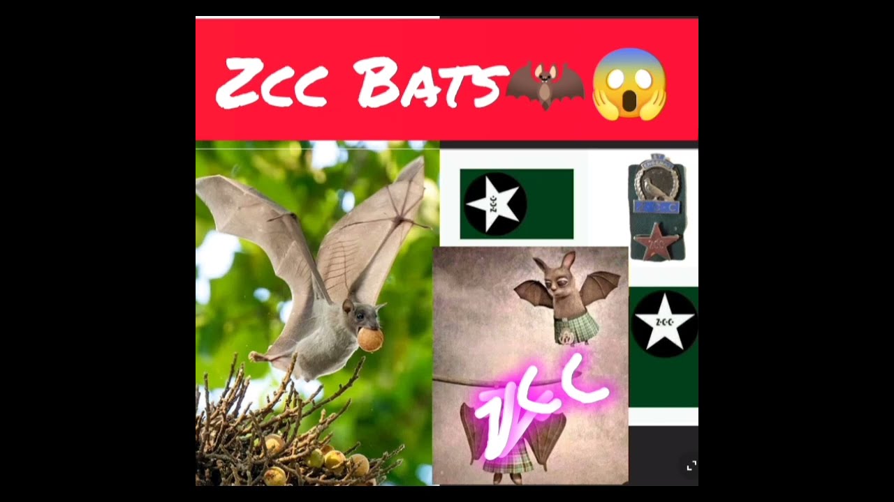 zcc Bats🦇😱evil spirits hybo# more people exposing zcc