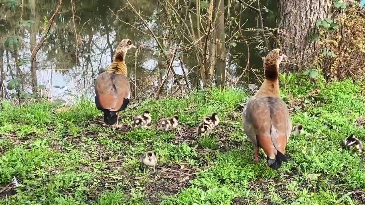 Vulkanausbruch auf Island am 17.03.2024 - Lavastrom könnte Meer erreichen