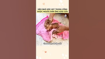 Chủ nhà đập sàn giải cứu chú mèo con mắc kẹt trong ống nước