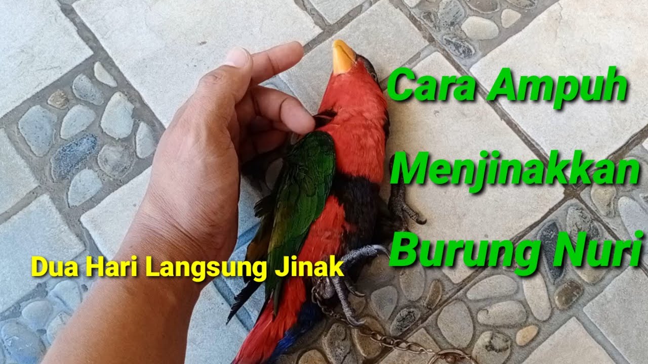 Cara Ampuh Menjinakkan Burung Nuri kepala Hitam