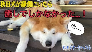 【秋田犬】縁側にいたら、癒しでしかなかった…