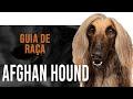 AFGHAN HOUND - Tudo sobre a raça の動画、YouTube動画。