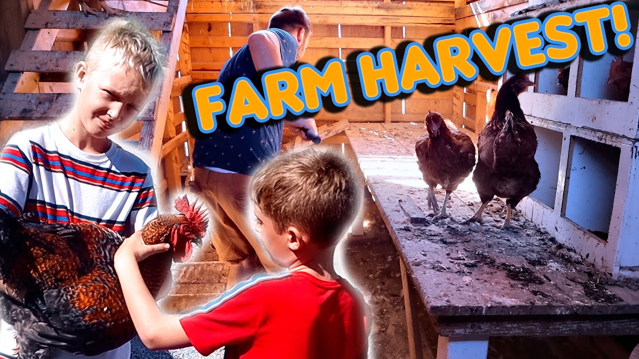 Farming Life! Harvesting Chickens! YouTube