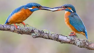 Common kingfisher (Alcedo atthis) | dance and display
The common kingfisher (Alcedo atthis), also known as the Eurasian kingfisher and river kingfisher, is a small kingfisher with seven subspecies recognized within its wide distribution across Eurasia and North Africa.
It is resident in much of its range, but migrates from areas where rivers freeze in winter.
This sparrow-sized bird has the typical short-tailed, large-headed kingfisher profile; it has blue upperparts, orange underparts and a long bill. More.. https://indianbirds.thedynamicnature.com/2016/12/common-kingfisher-alcedo-atthis.html
Scientific classification:
Domain: Eukaryota
Kingdom: Animalia
Phylum: Chordata
Class: Aves
Order: Coraciiformes
Family: Alcedinidae
Genus: Alcedo
Species: A. atthis
#Birds #Kingfisher #YouTubeBirds Common kingfisher (Alcedo atthis) | dance and display