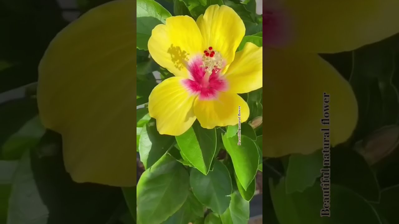 Hibiscus Flowers In The World Naturalbeauty Nature Naturalflowers Beatifulnature