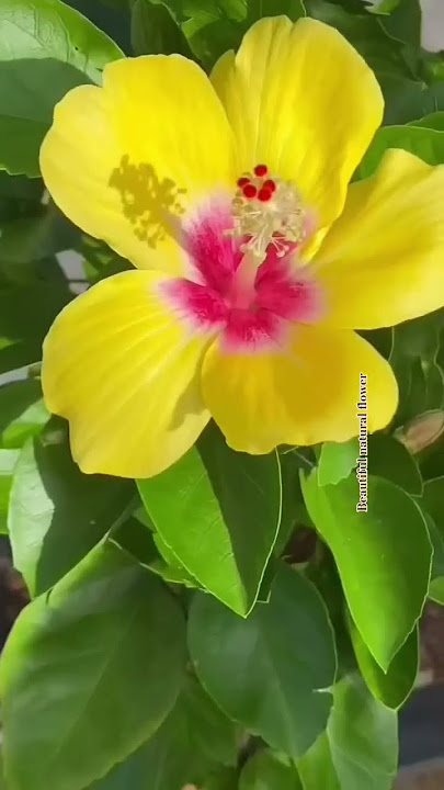 Hibiscus flowers in the world #naturalbeauty #nature #flowers #naturalflowers #beatifulnature