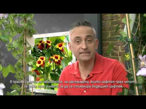 Видео: Осветление на стайни растения, светлолюбиви растения и устойчиви на сянка растения, полусенчести растения, азбука за домашна градина - 1